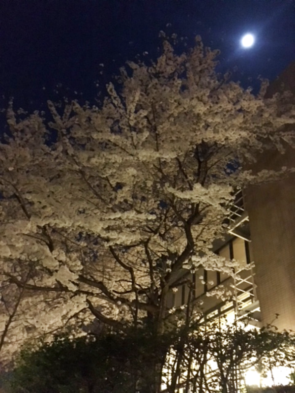 満開だったときに外から撮ったビレッジⅡの桜