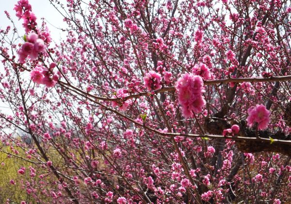 春を彩る満開の桃の花