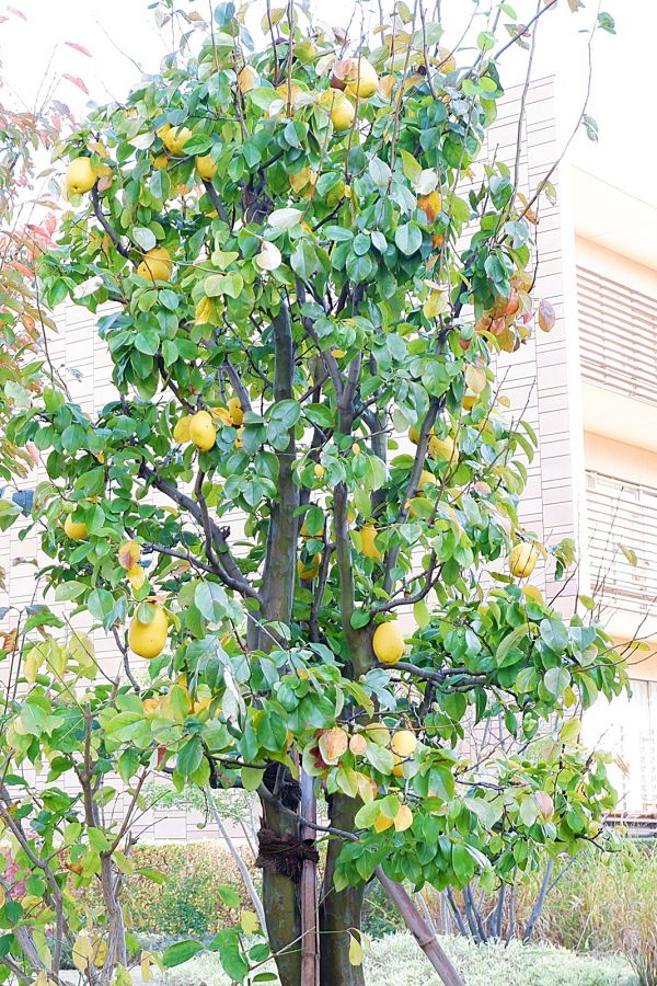 たわわに実をつける花梨の木