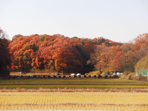 紅葉ドライブを楽しみました