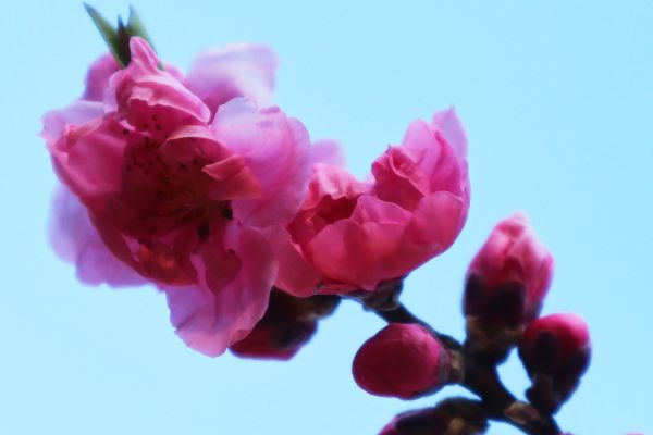 桃の咲き始めは、なんとも愛らしいですね！