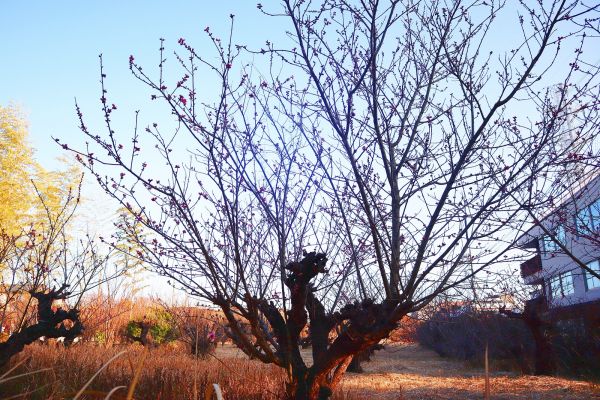 荏田南のホーム前の桃園の桃は、こんなに地面近くから枝が伸びて花芽がつきます。満開になると見上げるのではなく、お手元の高さから花が楽しめます。