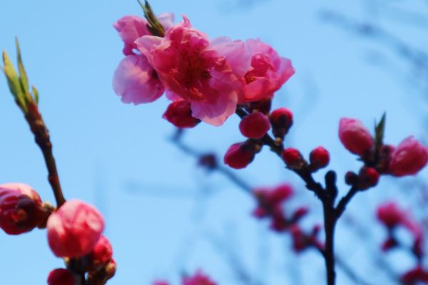 春の兆し、桃の花がほころびはじめました