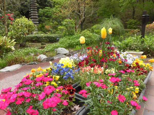 庭園の花が満開です