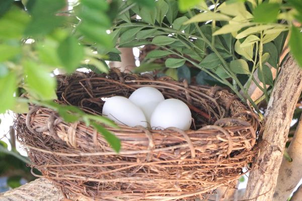 見守りの木の中には、小鳥の巣があって卵もありました！（本物ではありません）