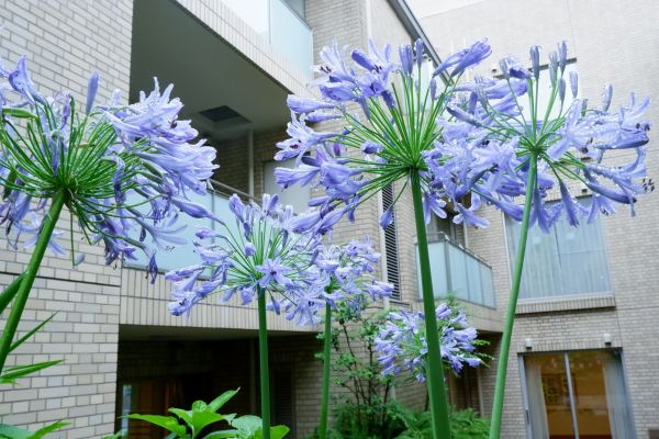 梅雨の中庭の花