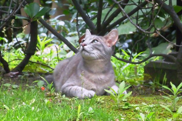 庭園散歩中の動物たちとの出会い