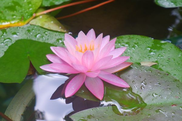 庭の睡蓮の花が咲きました