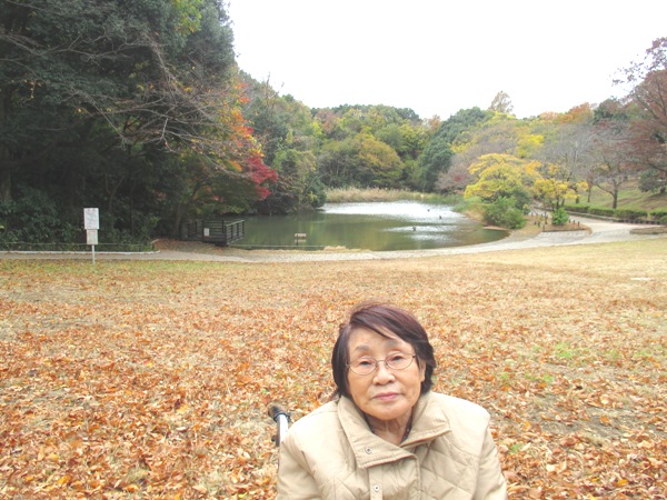 鴨池公園では、色づいた落ち葉が一面に広がります。