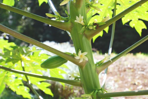 パパイヤの木に花が咲きました