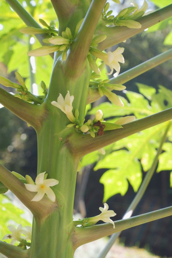 公式】パパイヤの木に花が咲きました｜ヒルデモアこどもの国のくらし ...