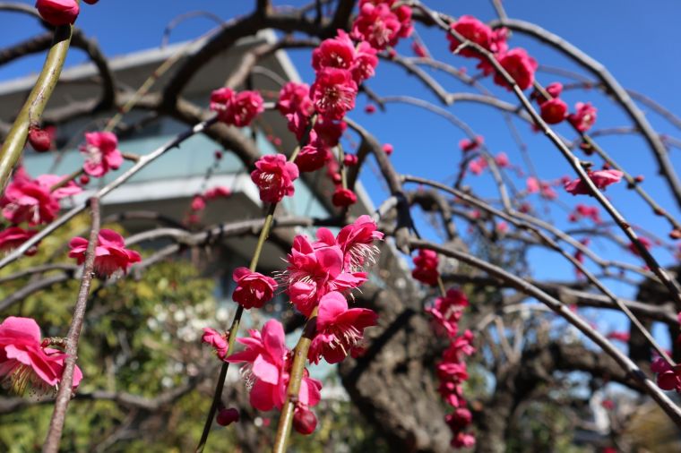 庭園の梅の花が咲きました