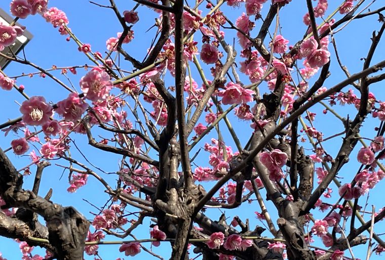 春の予感　～梅の花～