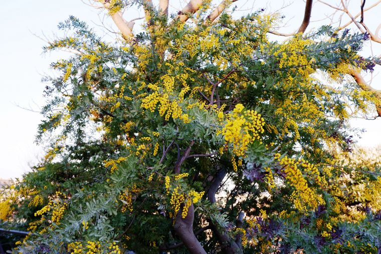 春の予感　～芽吹き・開花～