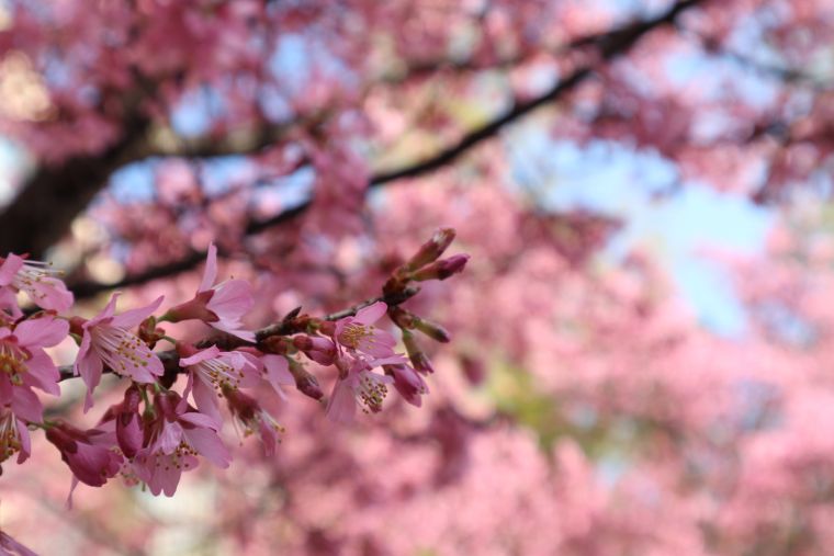 おかめ桜とご入居者