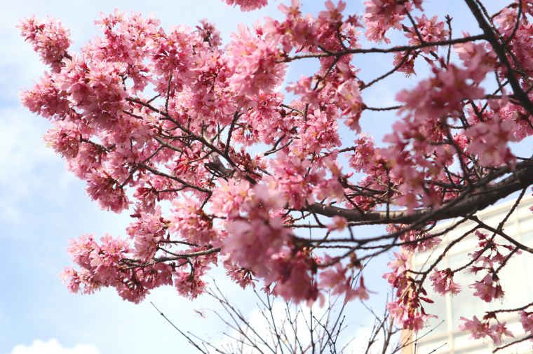 回廊庭園の阿亀桜(おかめざくら）
