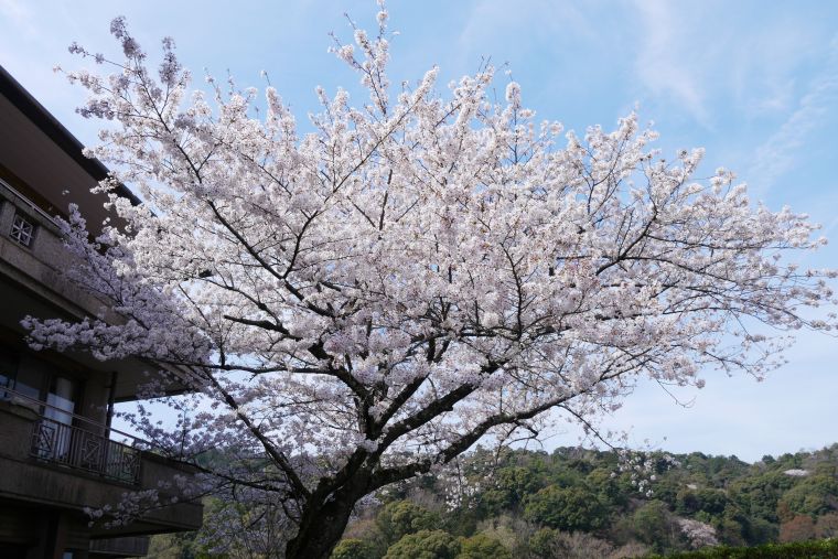 春らんまん「桜まつり」