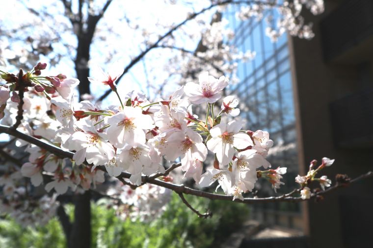 桜、満開