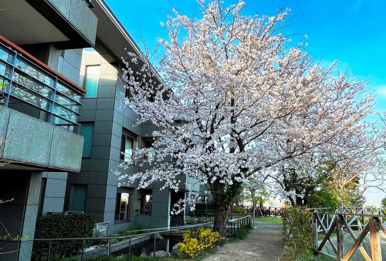 桜花爛漫