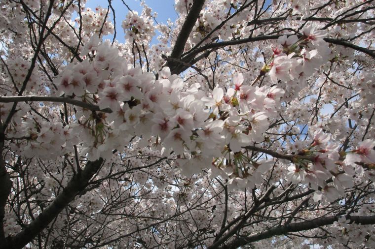 千曲市の桜の名所「キティパーク」では、山の斜面一面に桜が満開に咲き誇っています。 