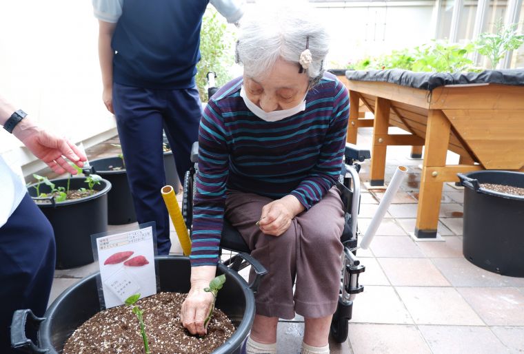 ひまわりの種を植えました