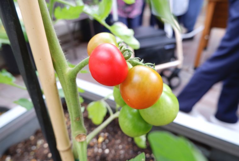 ささやきの園に植わっているトマトがそろそろ食べ頃です！ 