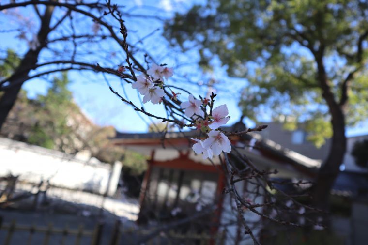 『十月桜』　春と秋から冬にかけて二度開花する桜だそうです。 