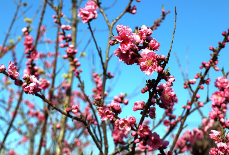 ももの名前の由来となった玄関前の桃畑です。「今年はももちゃんがいつもの年より沢山の花を咲かせてくれたわ！」とご入居者も喜んでおられました。 
