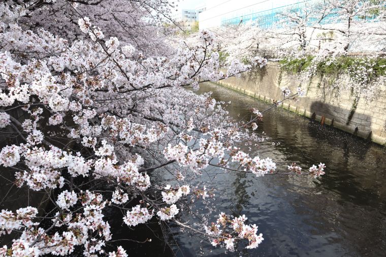 満開の桜です♪