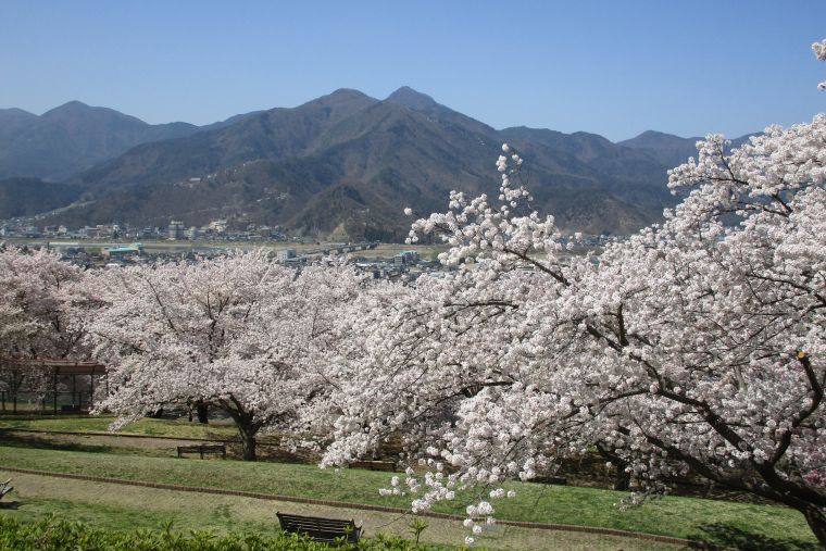 桜の名所であるキティパークは見頃になると公園一帯が山の中腹まで桜色に染まり、公園からは桜の下に戸倉上山田温泉が望めます。 