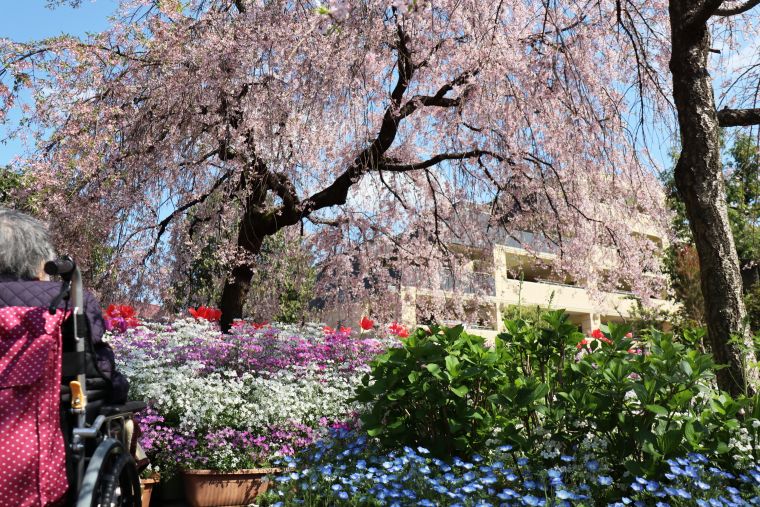 季節ごとに色とりどりの花を楽しめる『えだきん商店街』この日は見事な枝垂れ桜にネモフィラ、サクラソウ、チューリップも見頃でした！