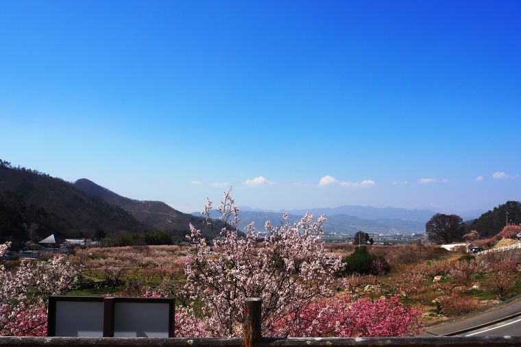 杏と桜で春爛漫なドライブを