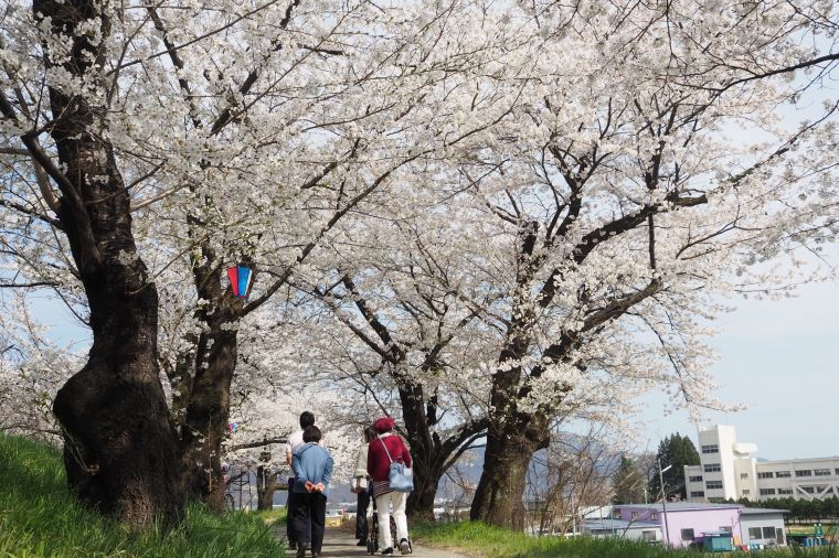 池の周りの遊歩道は桜のトンネルに。ゆっくりと散歩しながら桜を楽しみました。