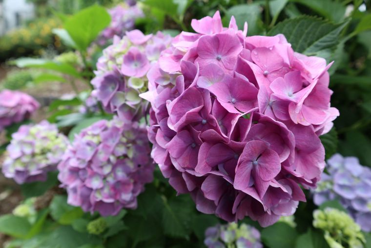 連日の雨で回遊庭園の紫陽花も見頃です