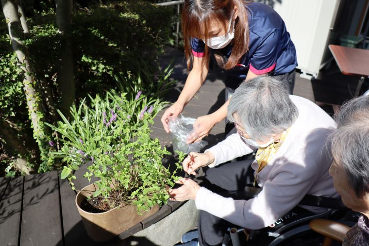 「だいぶ大きくなったわねぇ」とミント摘みも積極的に楽しんでくださいました🌿