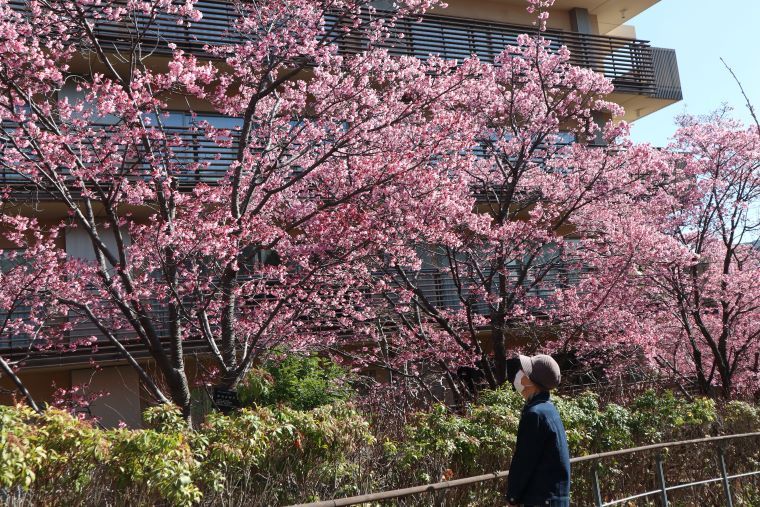 日課で回廊庭園をお散歩されているご入居者様が、「早咲きのオカメザクラはそろそろ見納めね。」と名残惜しそうにご覧になっていらっしゃいました。