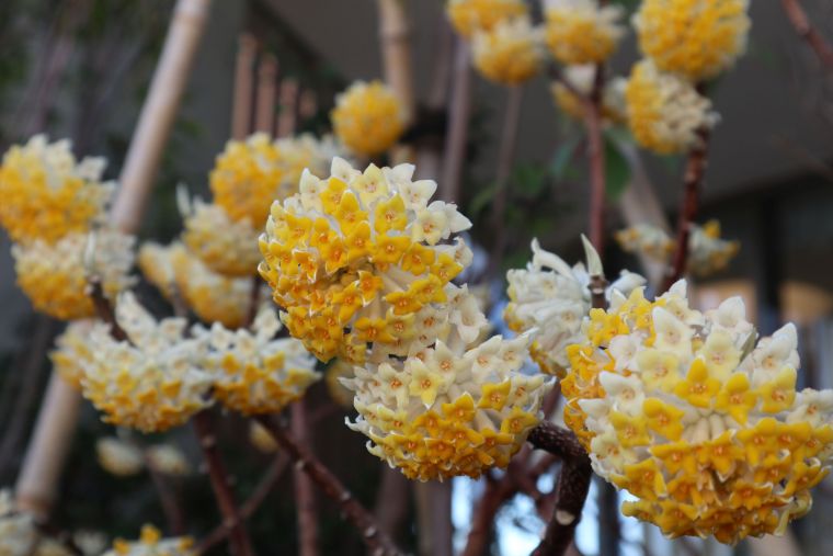 春を告げる黄色い花木
