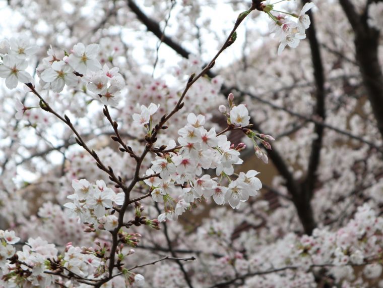 花満る　花に淋しき　曇り哉