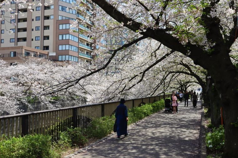 週末は、とても混雑するスポットですが、平日の午前中は、車椅子でもゆっくり花見が楽しめます。