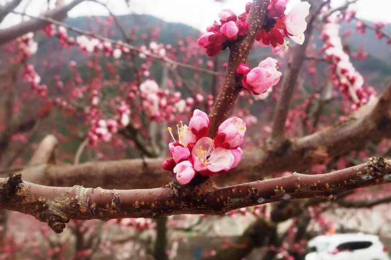 あんずの里は訪問した時には３分咲き程度でしたが、淡いピンクのが遅れた春の訪れを告げていました。