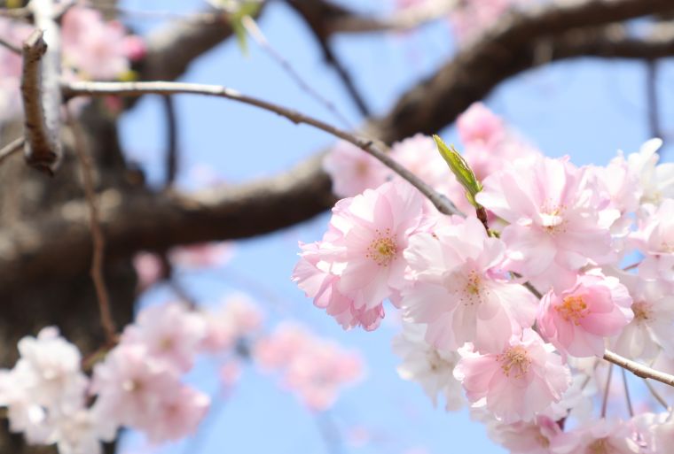 【公式】はらはらと、桜舞う樹の下で｜ビレッジⅠのくらし｜「ヒルデモアたまプラーザ・ビレッジⅠ」｜ホーム一覧｜介護付き有料老人ホーム「ヒルデモア ...