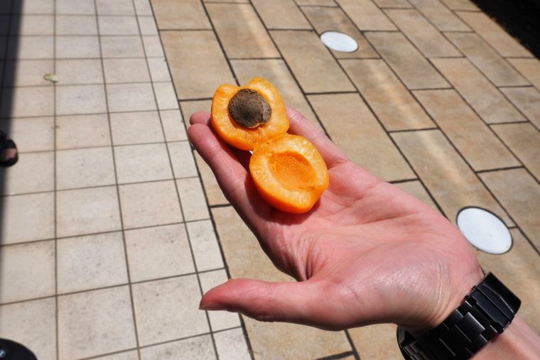 お試しで収穫し半分に割ってみたところ、杏の爽やかな香りが。生の杏を初めて食してみた支配人も美味しさに感激していました。