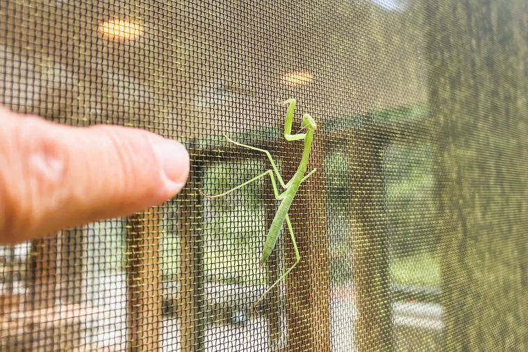 こちらはカマキリ。成虫まではもう少しの育ち盛りのようです。