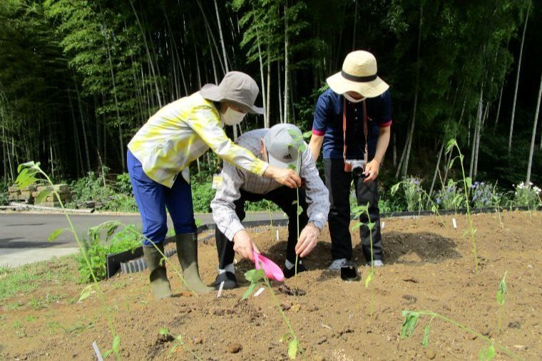 種から育てた苗をBAKKENに移植します