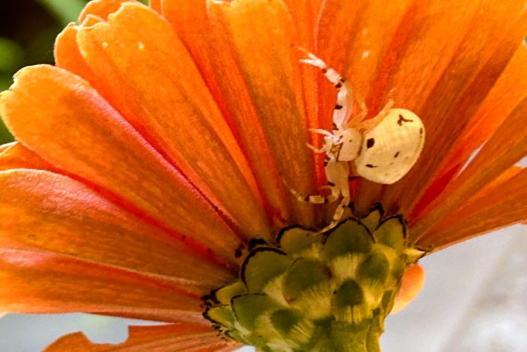 次はアヅチグモ。幸せを運んでくれるクモなのだとか。