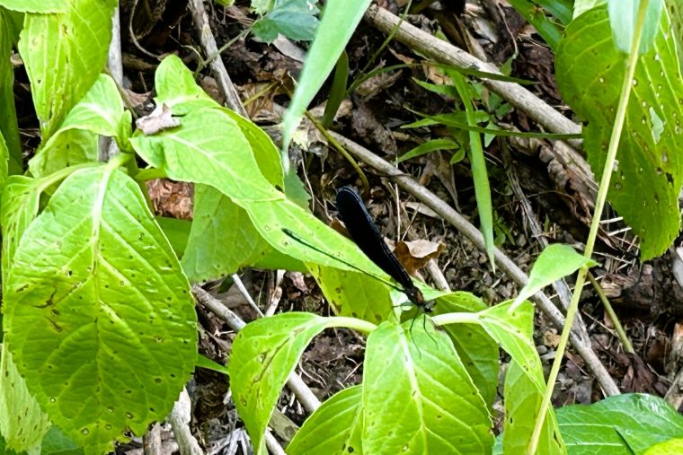 最後はハグロトンボ。今年は庭園でたくさんのハグロトンボが見られます。