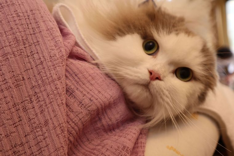 かわいい動物大集合♪