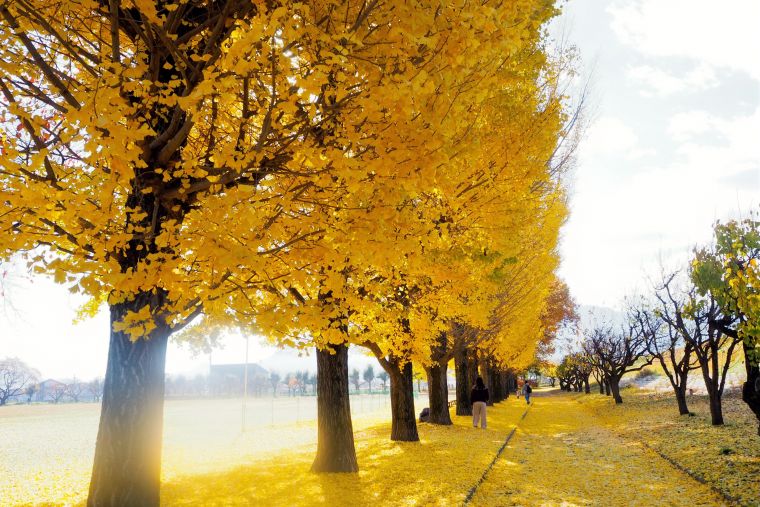 黄色い絨毯の上で紅葉狩り