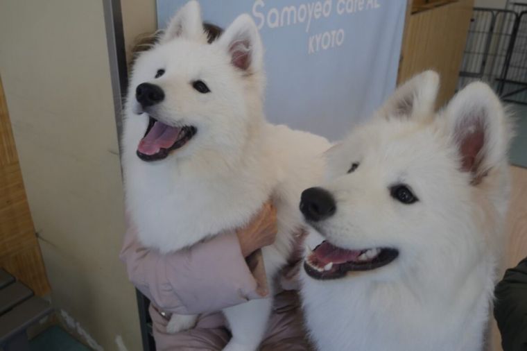 癒しのサモエドカフェ