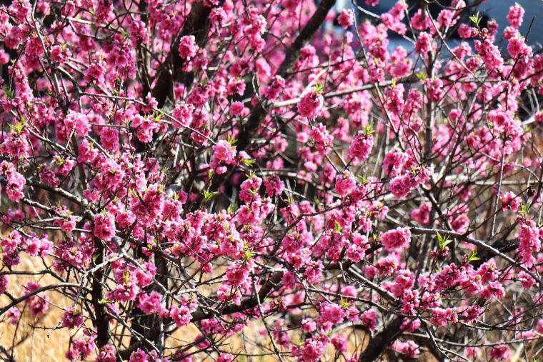 春うららお散歩日和